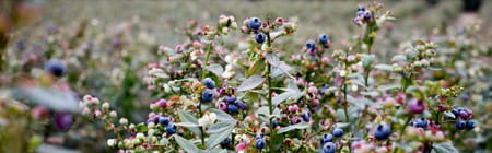 Cómo está evolucionando la producción de arándano: tres cambios que están transformando la agricultura moderna
