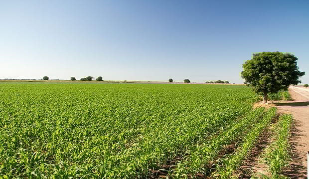 Cultivos que tendrán mayor crecimiento en los siguientes años