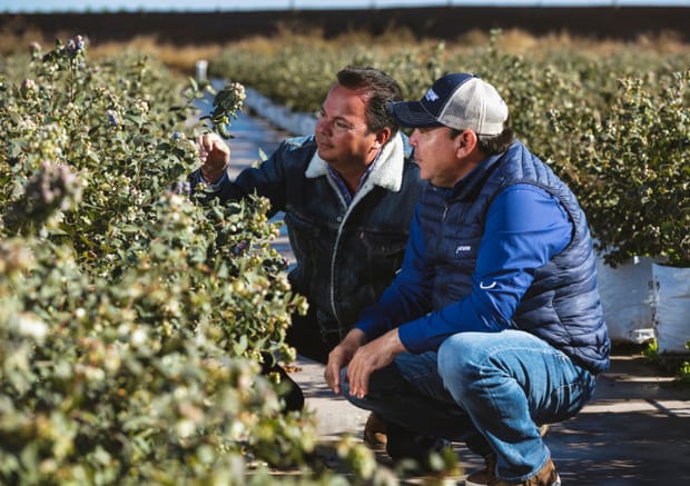 Agricultura de precisión: la era del éxito agroalimentario