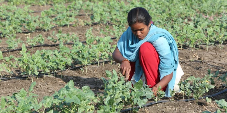 EL RIEGO POR GOTEO REVOLUCIONA LA AGRICULTURA