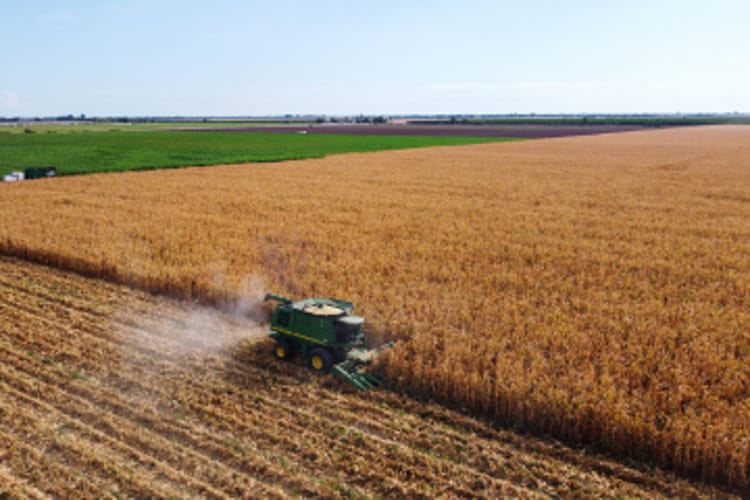 Banner Más maíz con menos agua: cómo el riego por goteo impulsa el rendimiento del maíz blanco en Sinaloa.