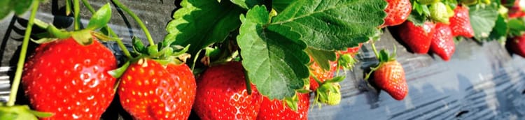 Banner LÁMINA DE RIEGO Y MONITOREO DE   HUMEDAD EN SUELO PARA FRUTILLAS Y AGUACATE