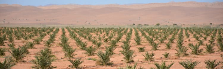 Banner ¿Por qué cambian los precios de venta de los cultivos?
