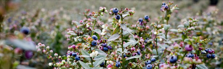 Banner Cómo está evolucionando la producción de arándano: tres cambios que están transformando la agricultura moderna