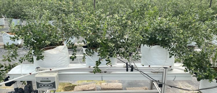 Banner 3 factores que debes tener en cuenta para tus cultivos en hidroponía