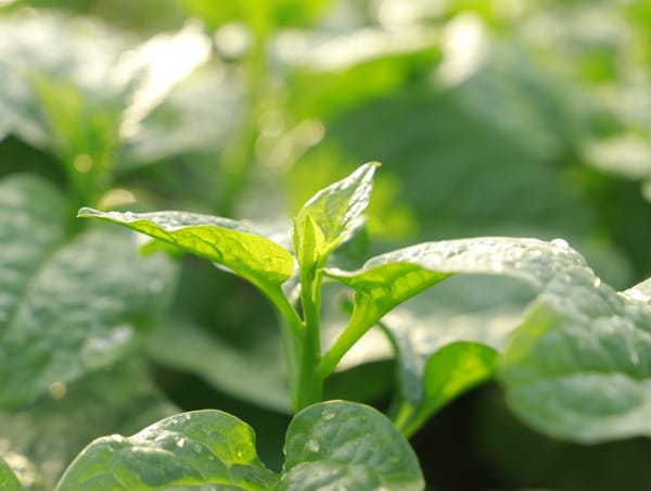 Expo Agroalimentaria
