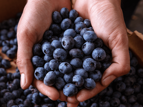XXXI Seminario Internacional Blueberries