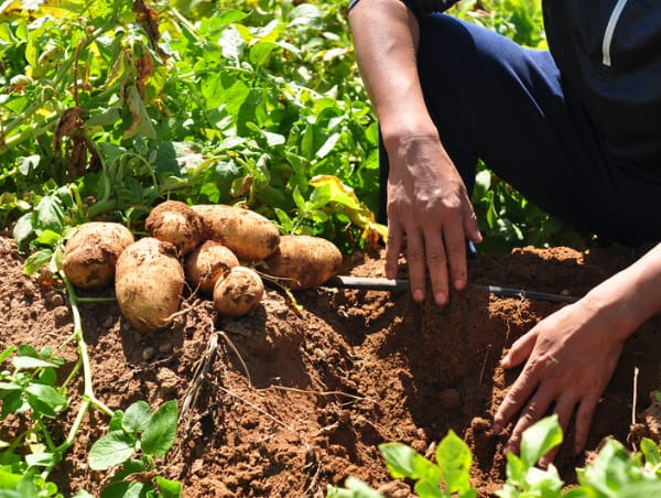 XIX Congreso Nacional de Papa