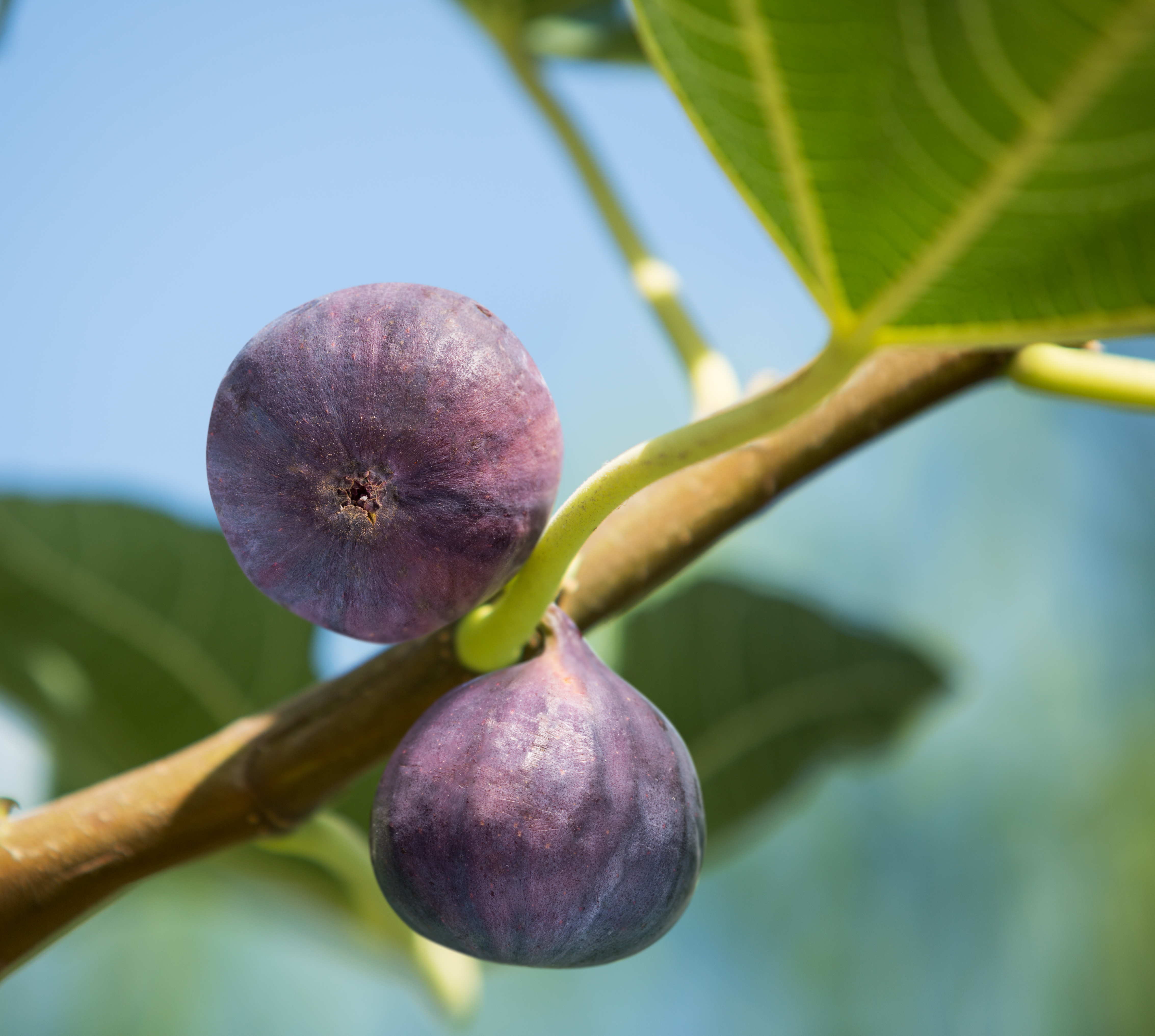 Higo, planta de higo, riego por goteo