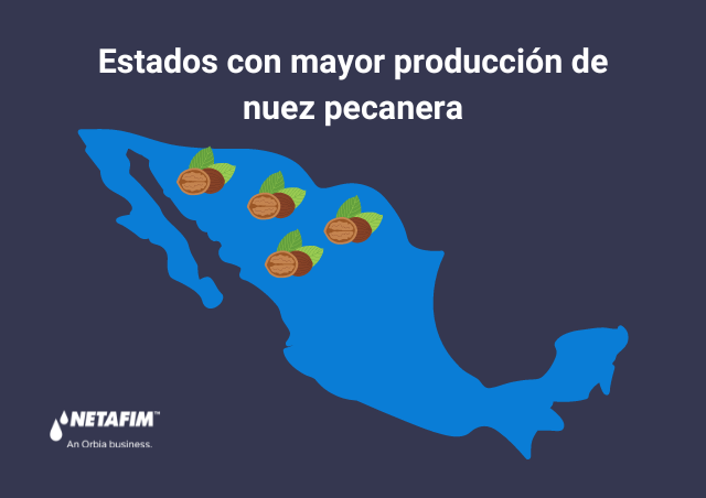 Estados con mayor producción de nuez .png