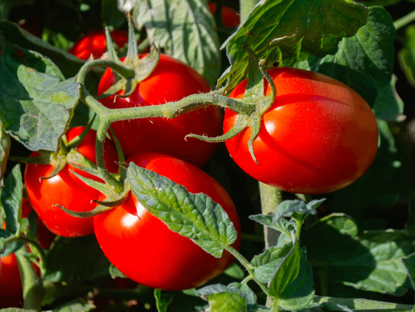 AgroBaja