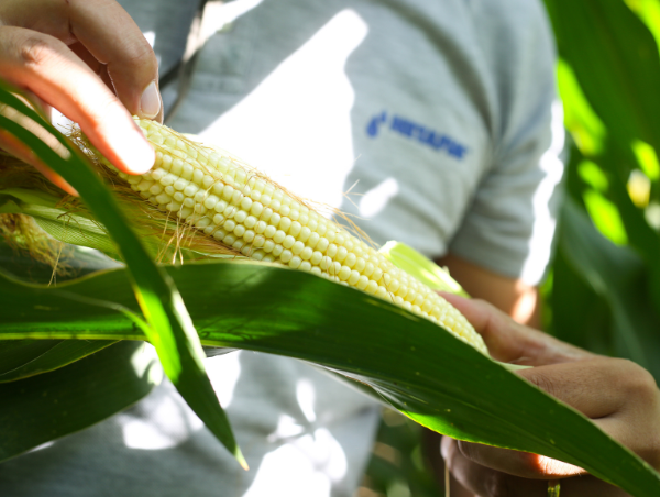 ExpoAgro Sinaloa